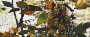 Looking Past the Leaves this Advent