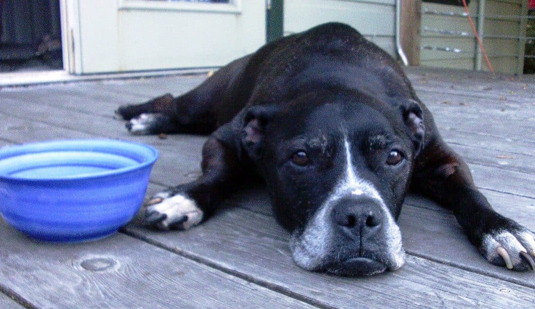 The Dog Days of Summer