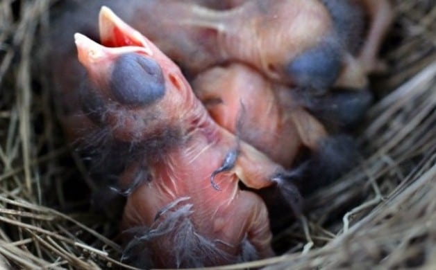 Ugly Birds
