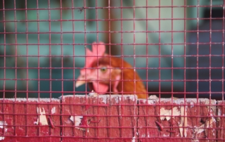 fence, red, chicken