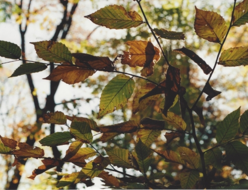 Looking Past the Leaves this Advent