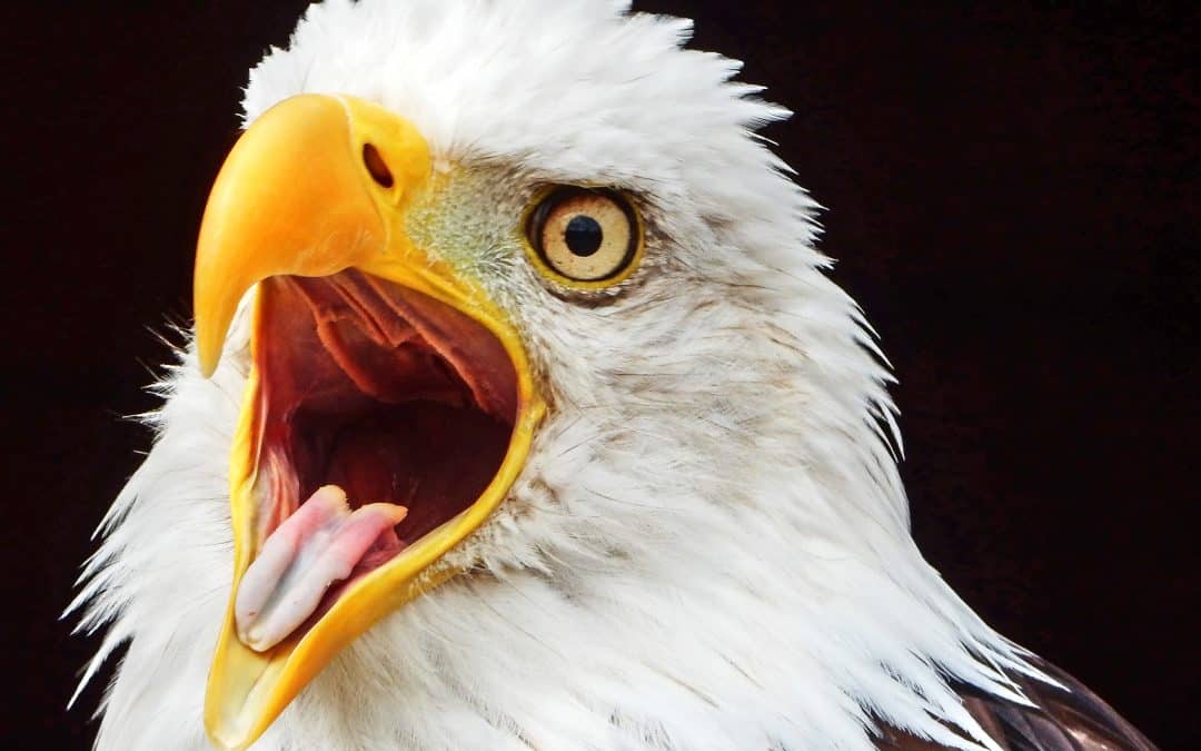 Live Free or Die