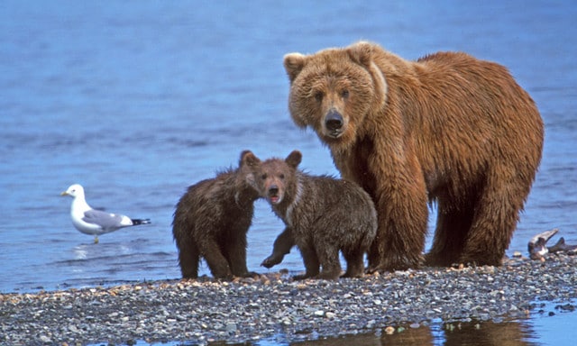 The Blessed Virgin Mama Bear