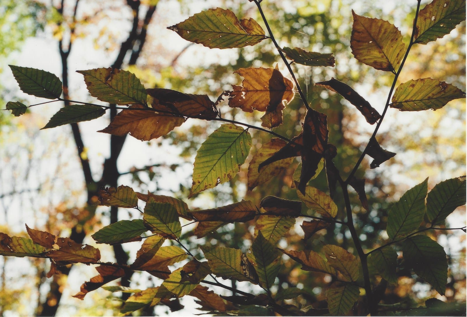 Advent-Leaves-2