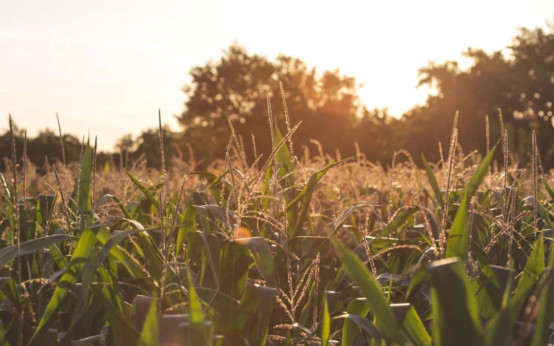 Watching the Corn Grow
