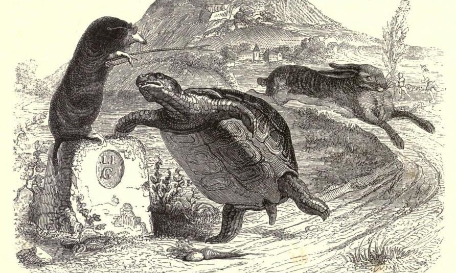 Grandville_tortoise-e1502722710662