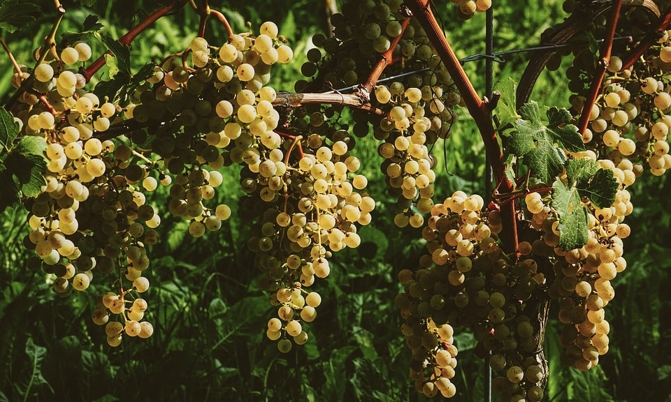 Grapes-e1558523296585