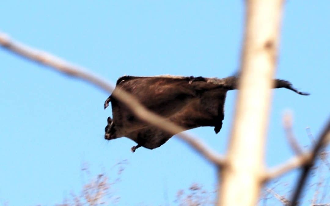 All Ye Flying Squirrels, Bless the Lord