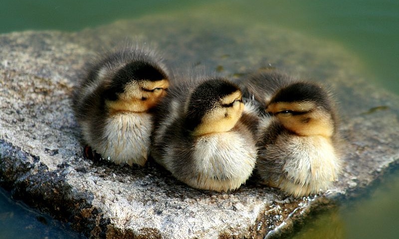 Duck Sleep