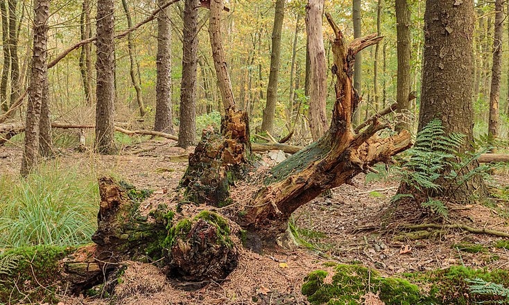 Overgrown_dead_tree_stumps-e1536621488794