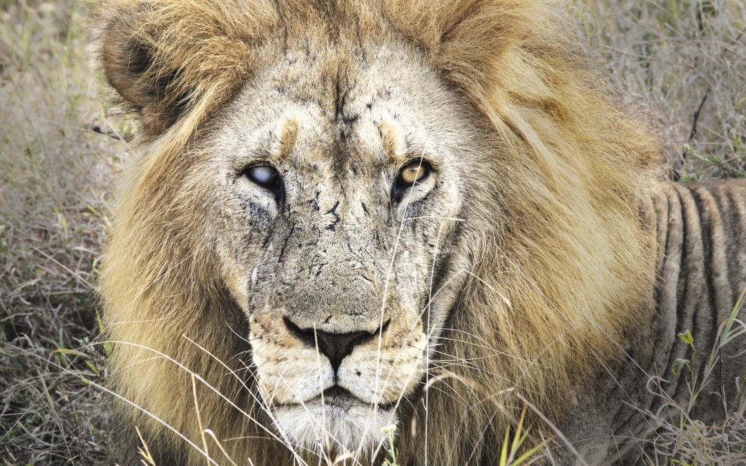 The Untamed Lion