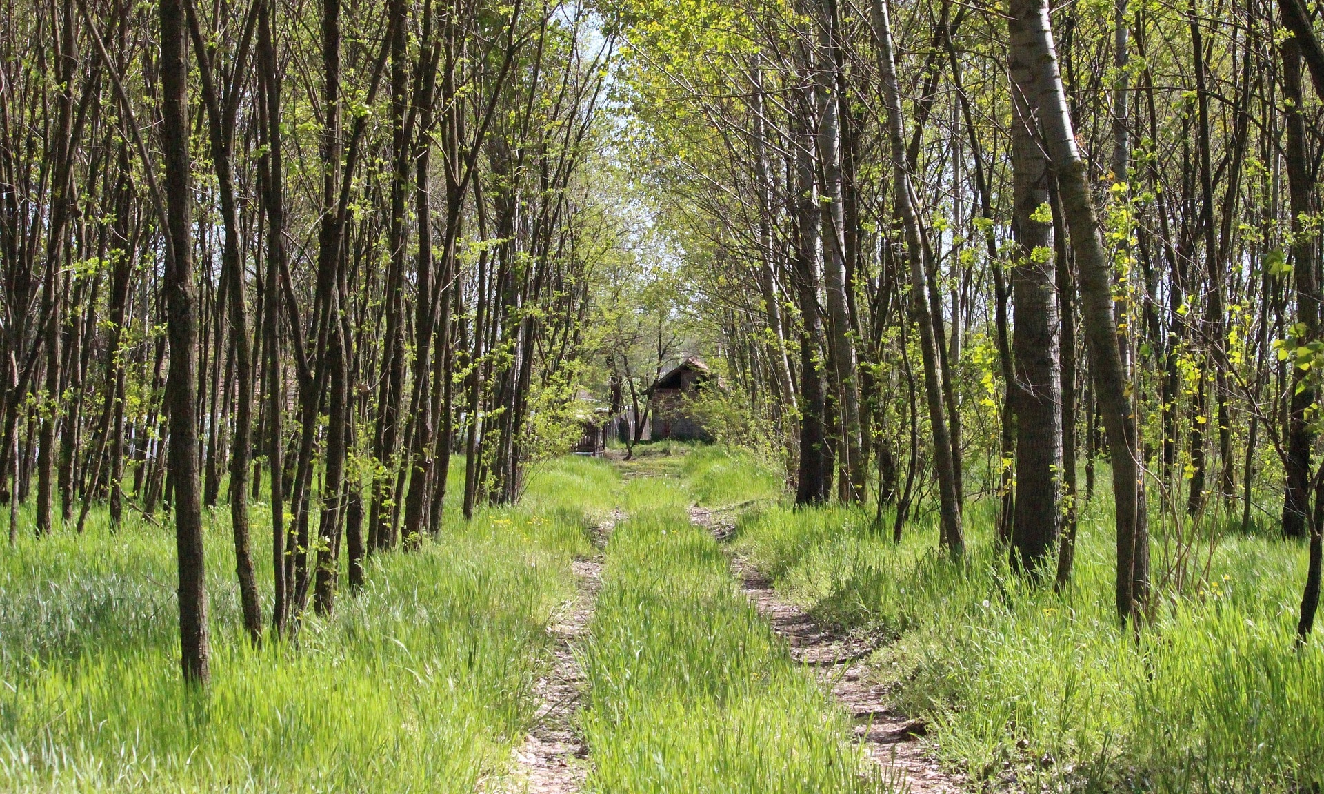 Trail-through-the-woods-e1541258726160