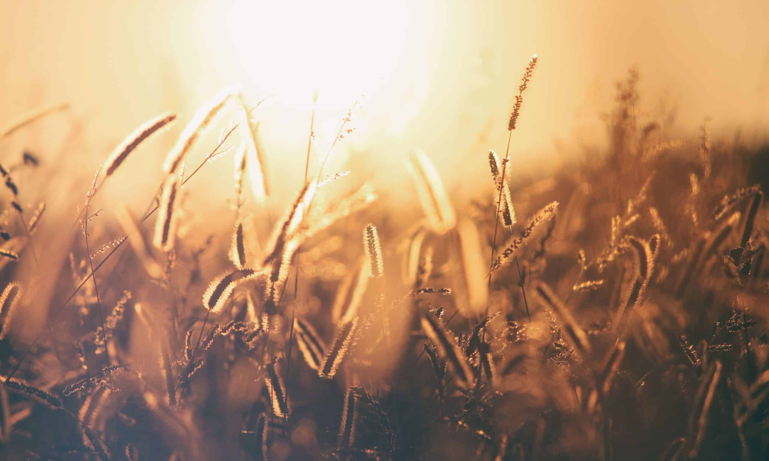 Wheat-e1529863606862