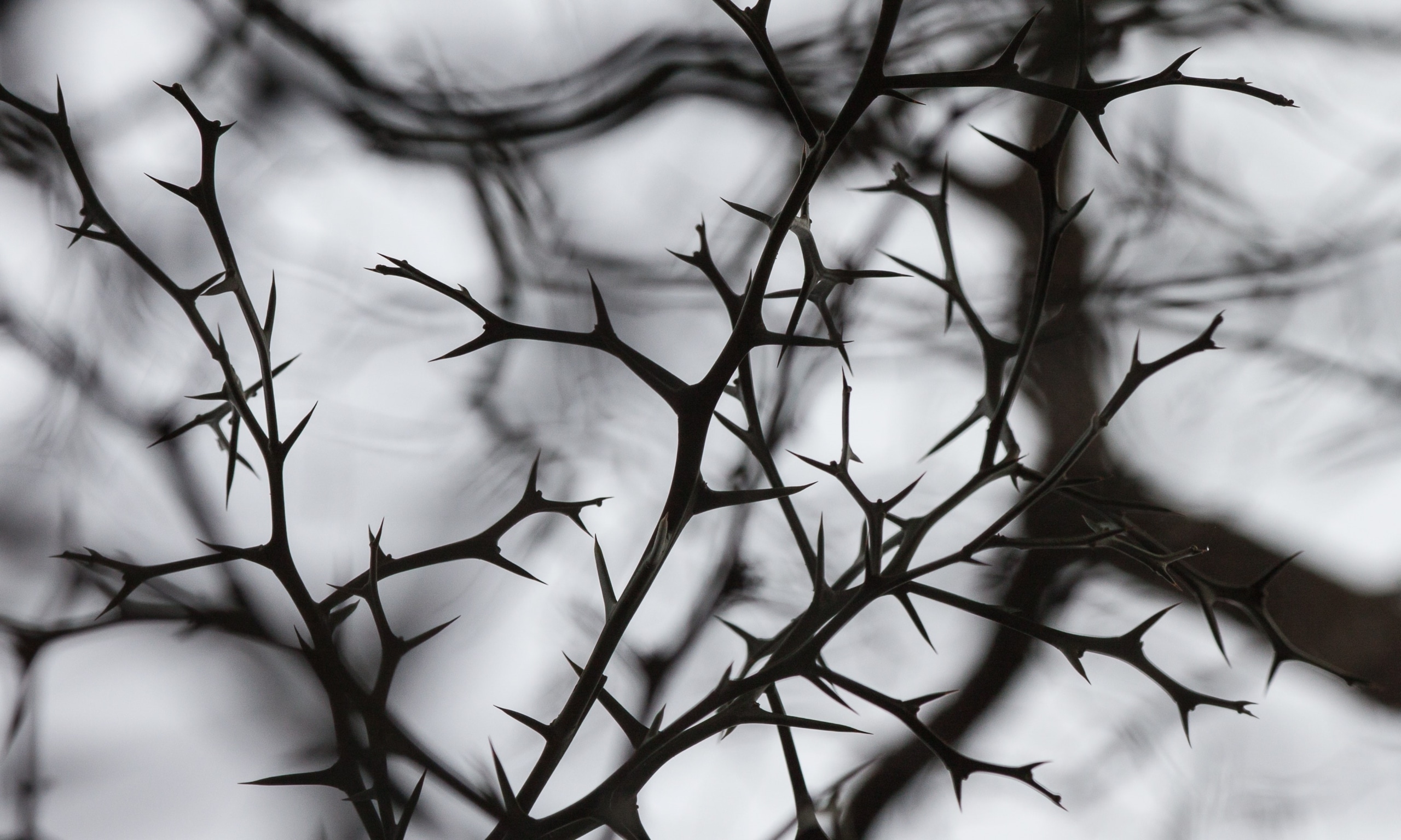 andrey-grinkevich-CJ6lOm-GJyI-unsplash-scaled