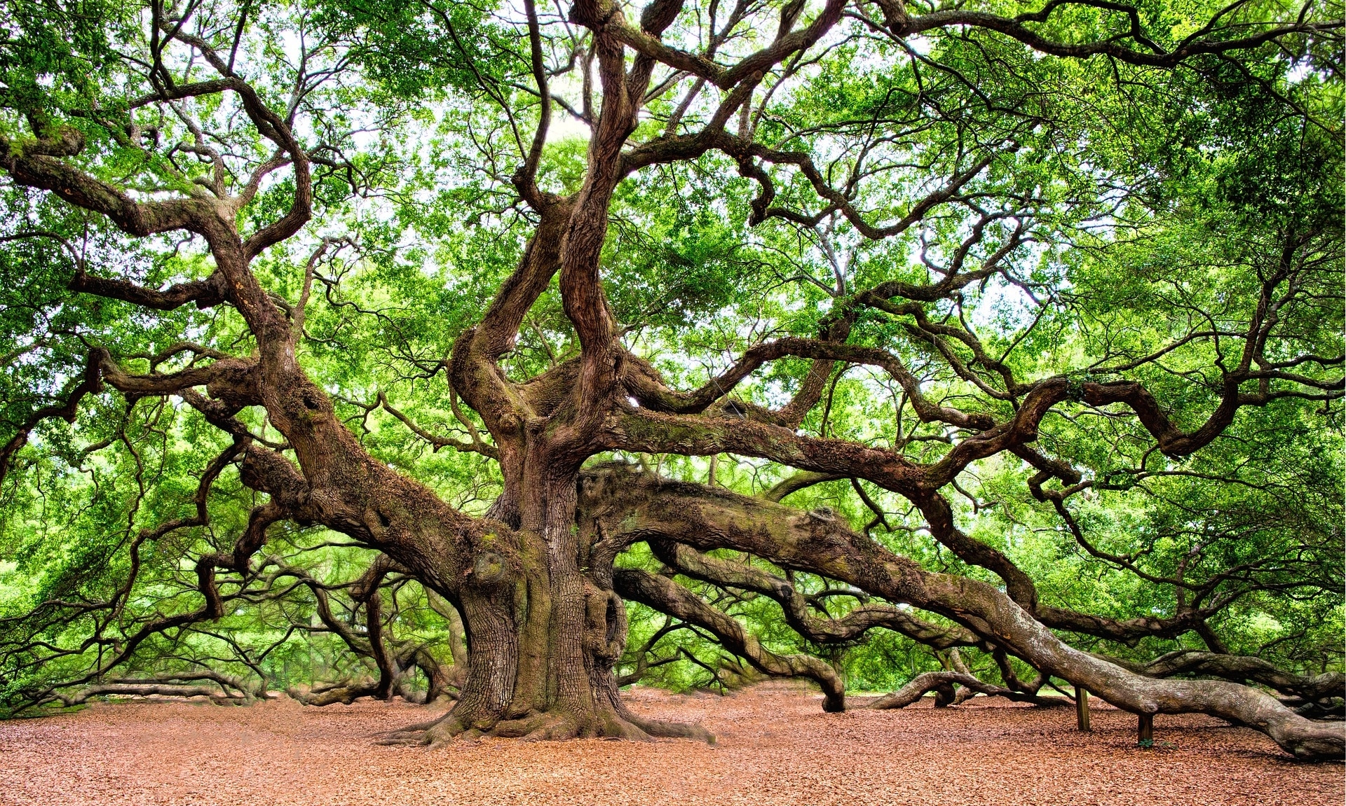 angel-oak-2018822_1920