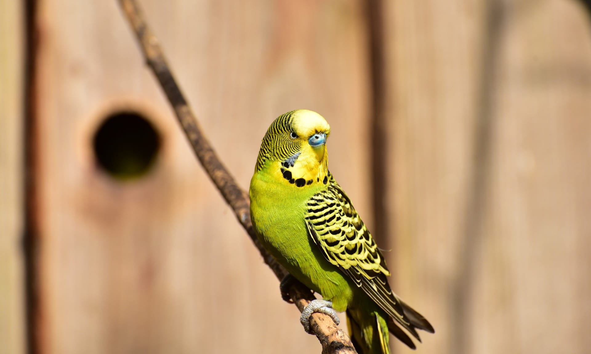 budgie-1288723_1920-e1504040772117