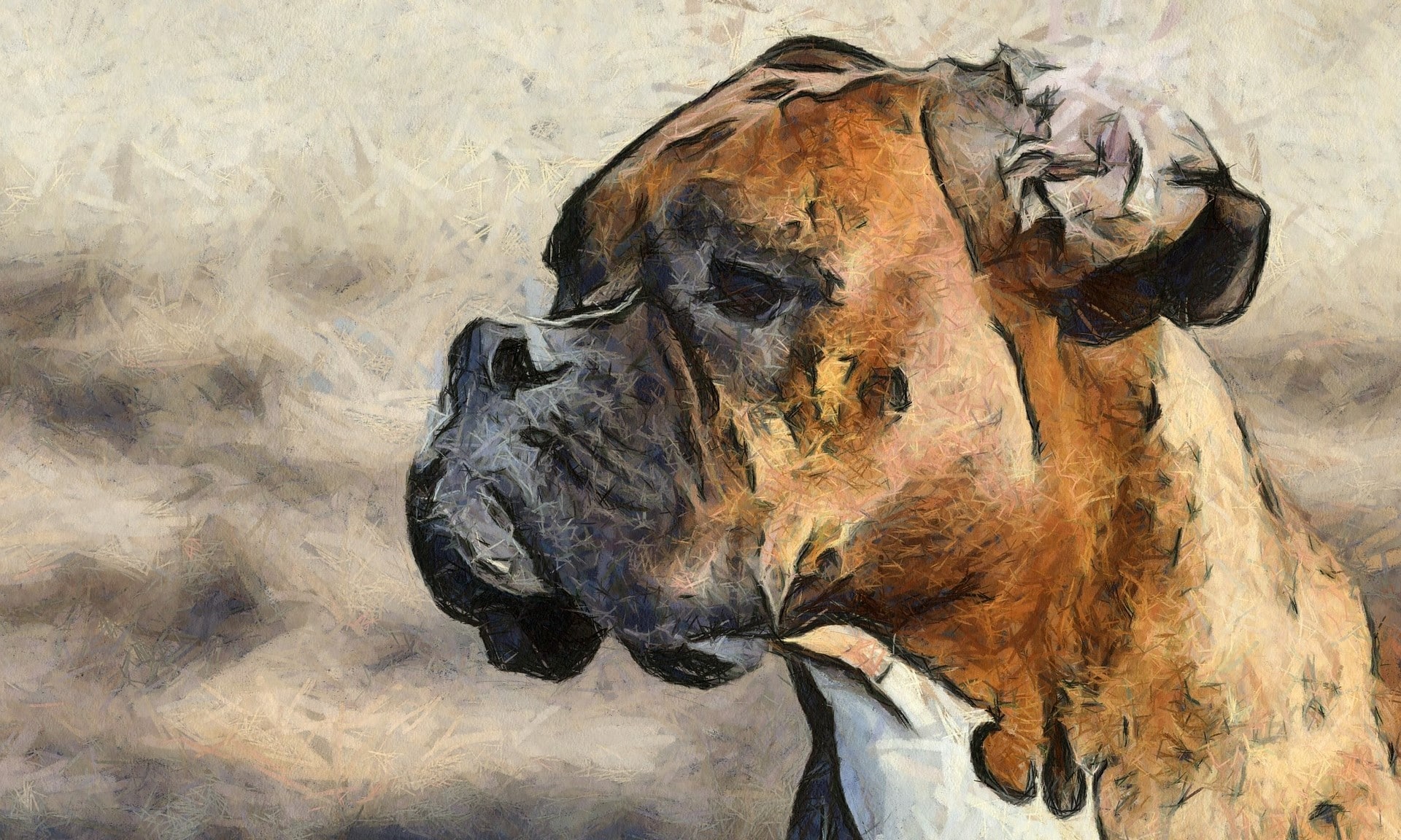 dog-820571_1920-1