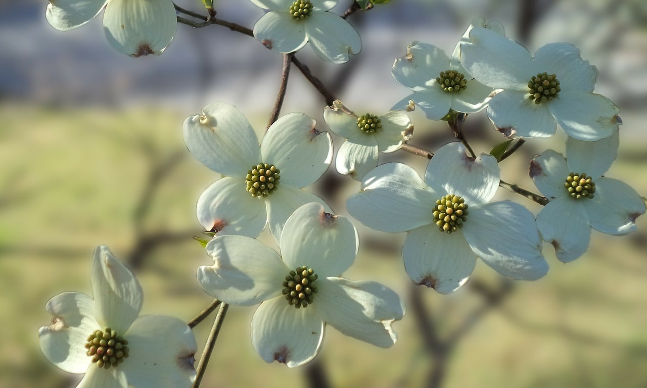 flowers-330047_1280-e1554300999997