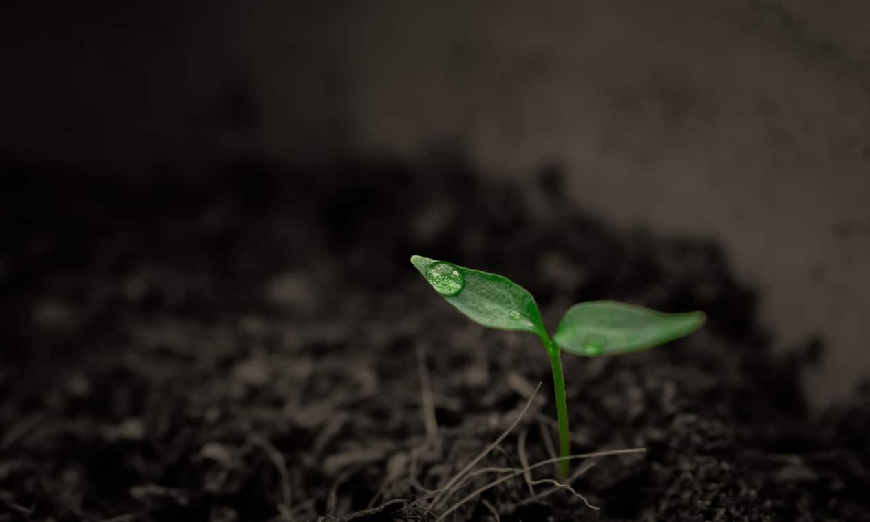 green-2551467_1280-e1569266263354