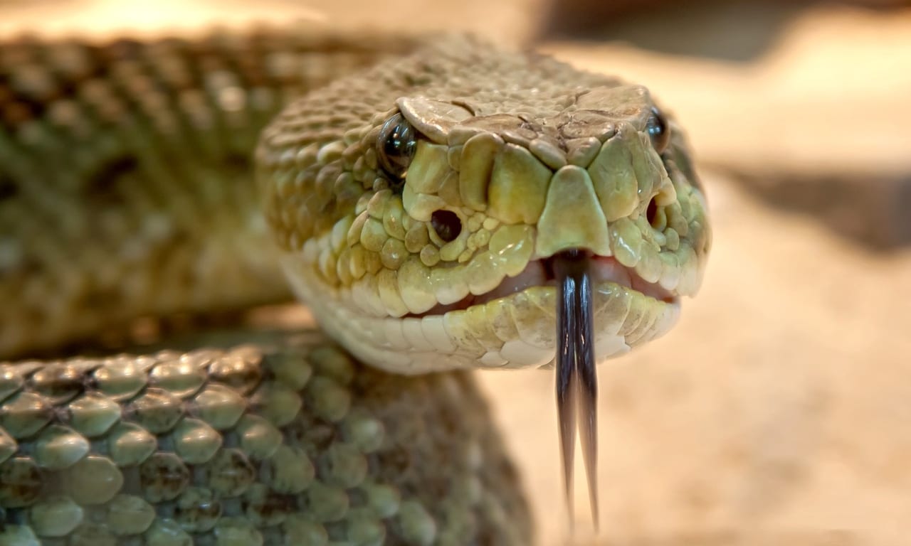 rattlesnake-653642_1280-e1562111949234