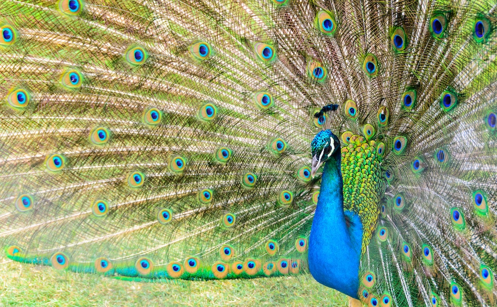 ricardo-frantz-nEd9E9V8Qx0-unsplash