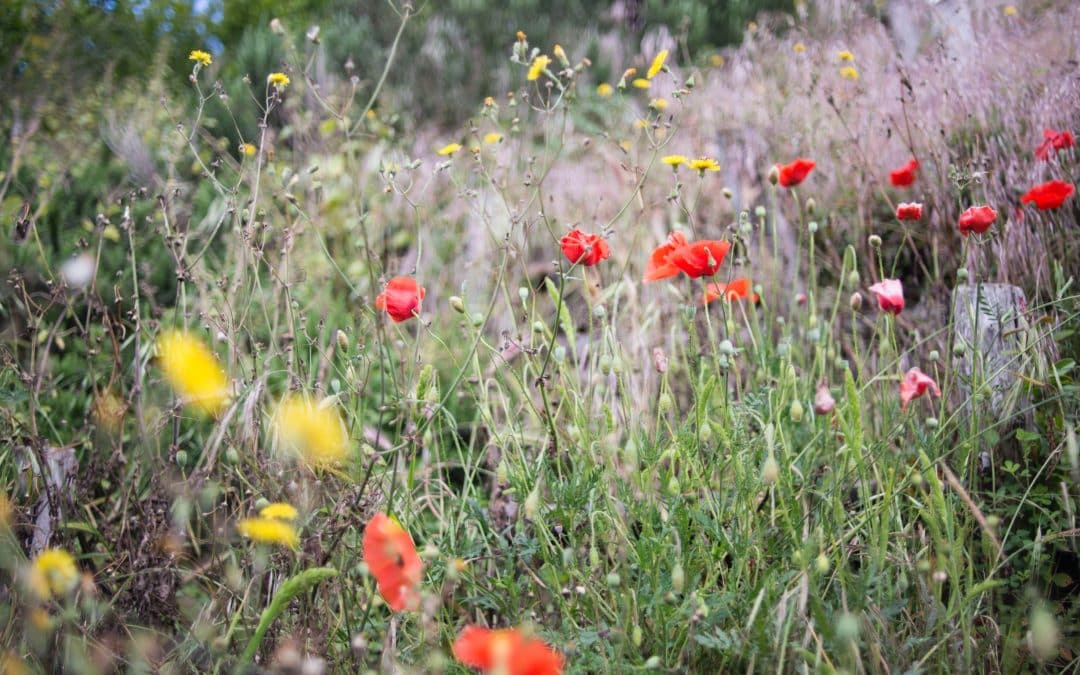 Springtime