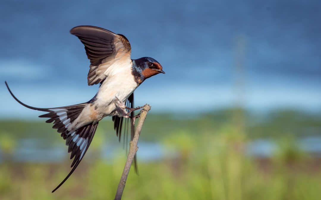 Christian Birding