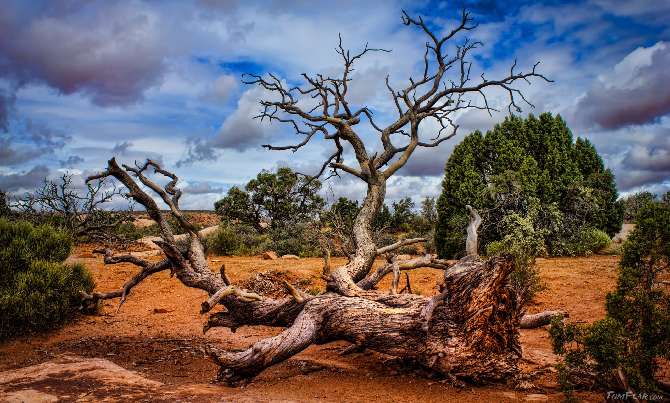 tree-e1438034018852